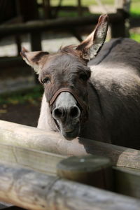 Close-up portrait of a horse