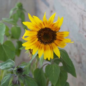 Close-up of sunflower