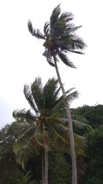 Low angle view of coconut palm tree against sky