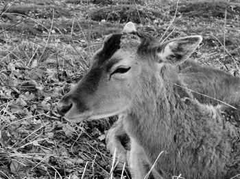 Close-up of deer