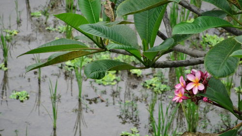 Close-up of pink flowering plant