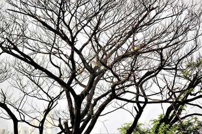 Low angle view of bare tree against clear sky