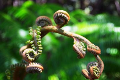 Close-up of plant against blurred background