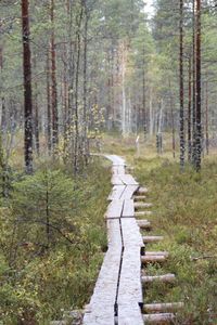 Narrow pathway along trees in forest