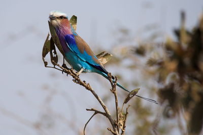 Bird perching on a tree