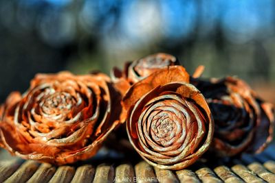 Close-up of pine cone