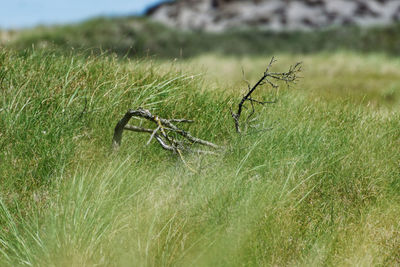 Close-up of grass on field