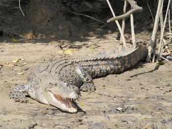 High angle view of crocodile on field
