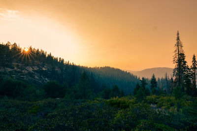 Scenic view of forest against sky during sunset