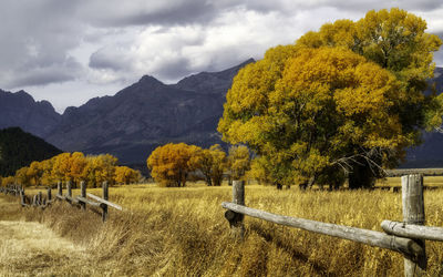 Scenic view of field against sky during autumn