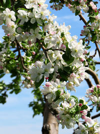 Low angle view of cherry blossoms in spring