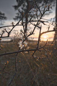 Close-up of flowering plant against trees at sunset