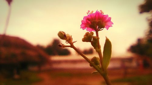 Close-up of pink flowers