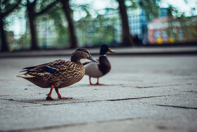 Close-up of two birds on the footpath