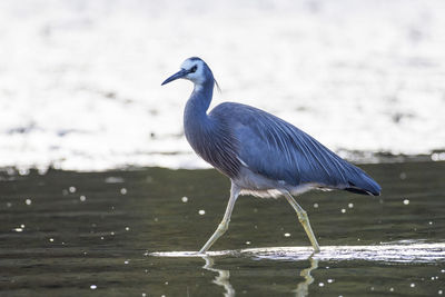 High angle view of gray heron perching on lake