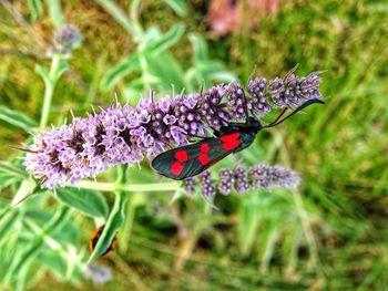 Close-up of butterfly on purple flowers