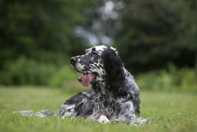 Dog english setter