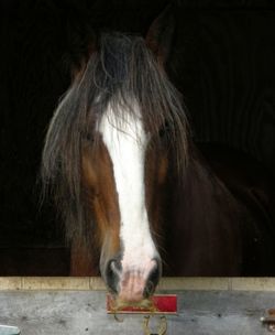 Close-up of horse standing