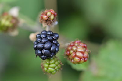 Close-up of berries growing on plant