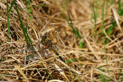 Close-up of insect on grass