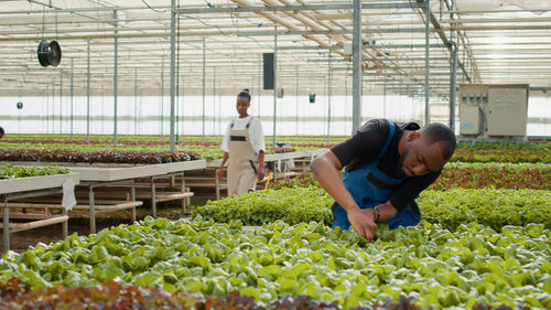 High angle view of man working in greenhouse