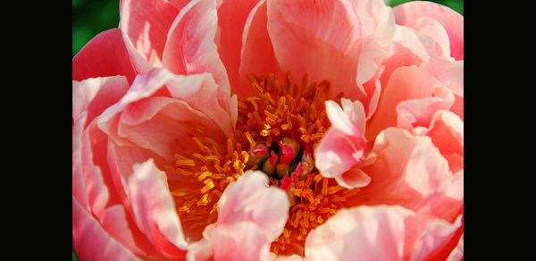 Close-up of flowers blooming against black background