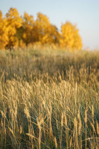 Soft focus of dry grass, reeds, stalks at sunset, blurred autumn forest on background. fall season.