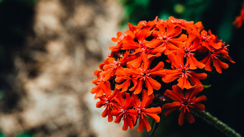 Close-up of red flowering plant