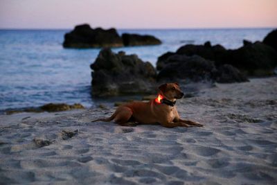 Dog on beach against sky