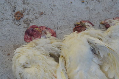 Close-up of a dead chickens