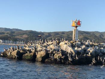 View of sheep on mountain against clear sky