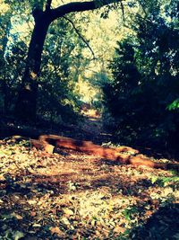 Fallen leaves on tree trunk