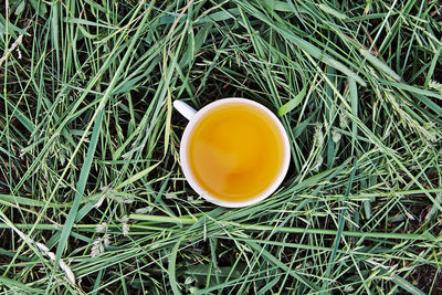 High angle view of yellow tea on field