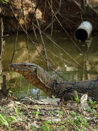 Close up of asian water monitor,varanus salvator