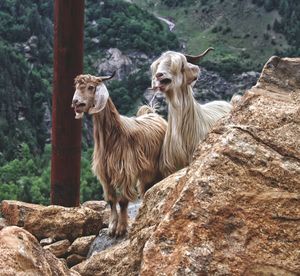 Goats standing on rock cliff