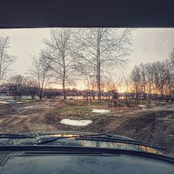 Bare trees in the road