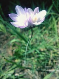 Close-up of pink flowers blooming outdoors