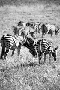 Zebras running in a field