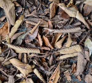 Full frame shot of dried leaves