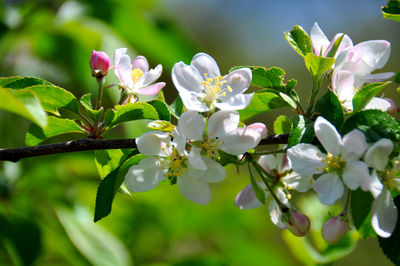 Close-up of white flowering plant