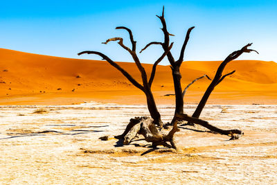 Bare tree on sand against sky