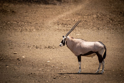 Gemsbok stands on rocky ground in profile