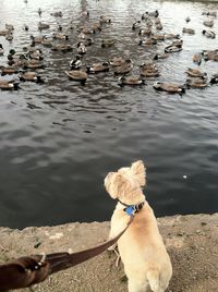 Dog on shore