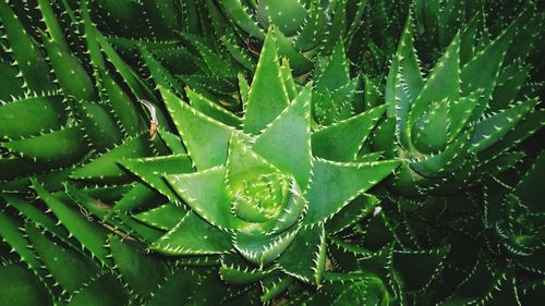 Full frame shot of wet plant