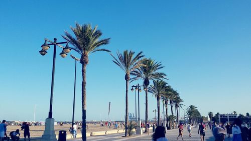 People walking by palm trees against clear blue sky