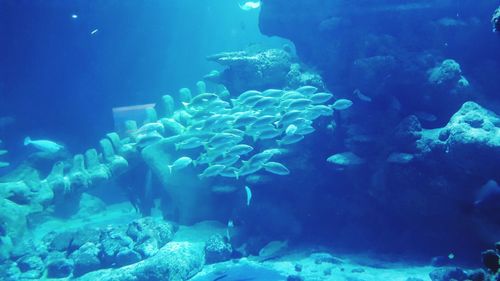 Close-up of fish underwater