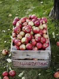 Apples in wooden box, varmdo, uppland, sweden