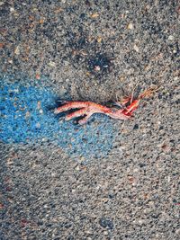 High angle view of lizard on road