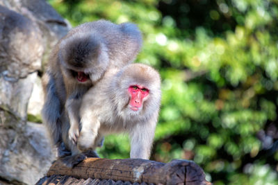 Close-up of monkey