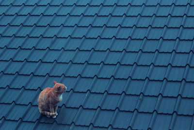 A cat on a blue roof